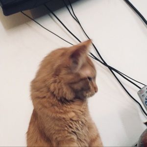 Meet your Posher, Bryli